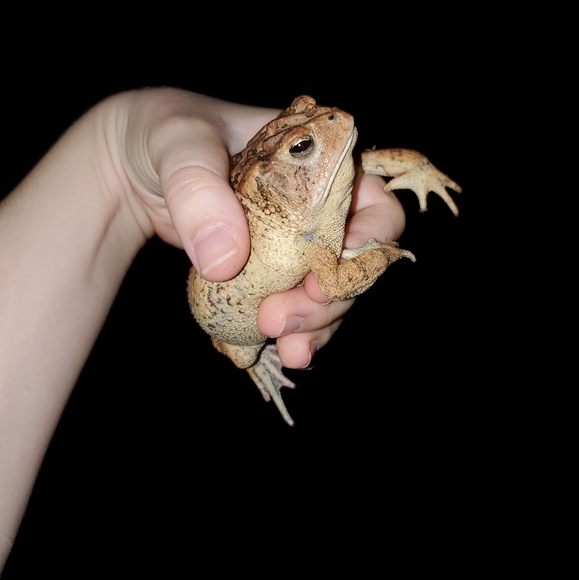 Meet your Posher, Baby Lucifer - Picture 9 of 16